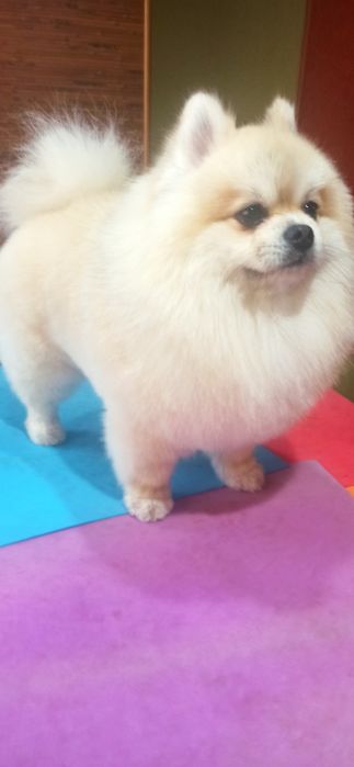 Груминг, стрижка декоративных пород собак