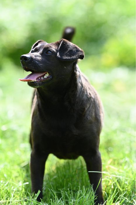 Kochana sunia szuka domu