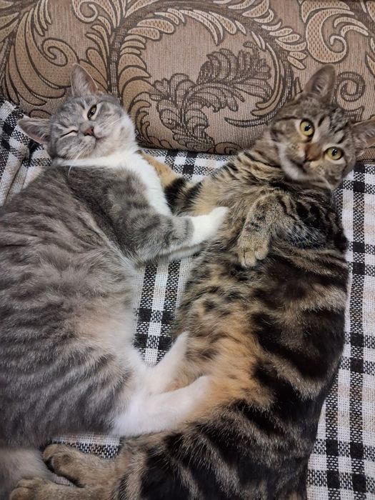 Відам грайливих кошенят