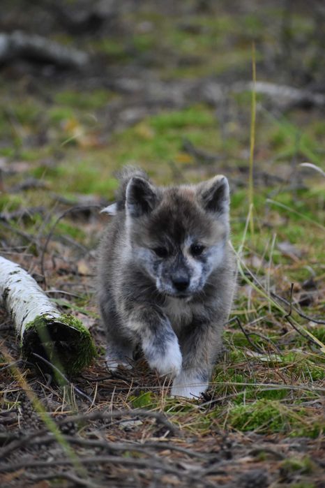 Akita, Akita Inu, Akita Japońska - suczka FCI/ZKwP pręgowana