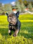 Buldog francuski piesek