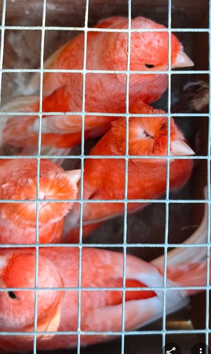 Canários novos 2025