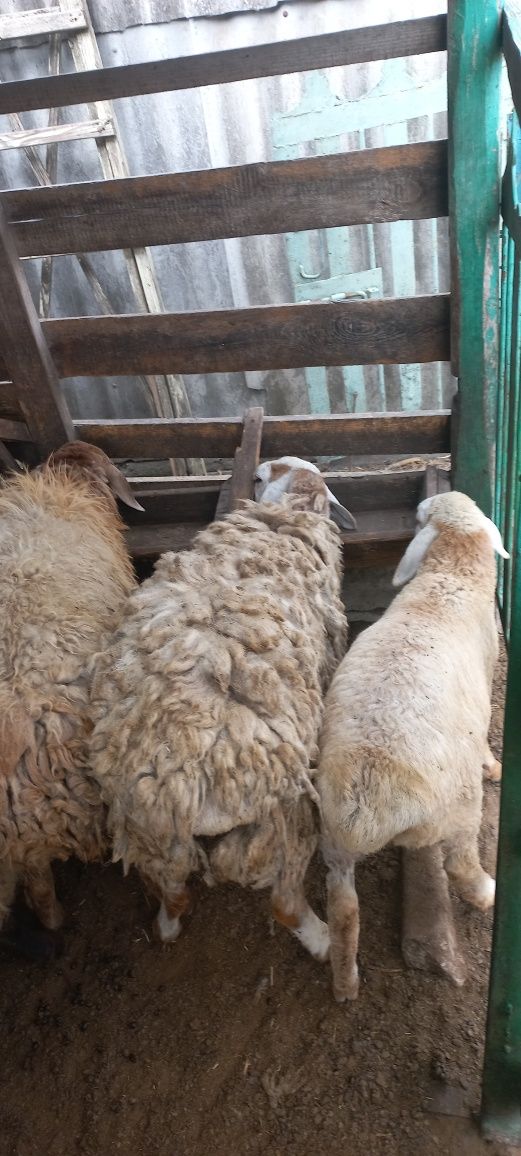 Продам овец курдючных