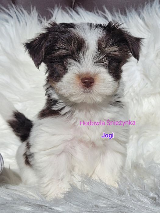 Szczeniak york Yorkshire terrier biewer morkie