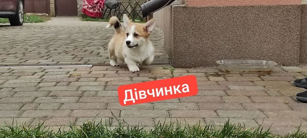 Маленькі коргі з великими серцями