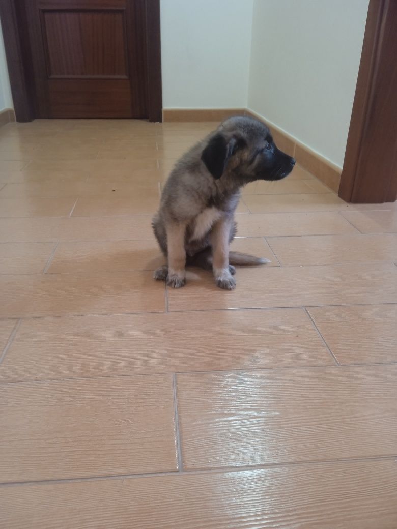 Cachorrinho macho bebê