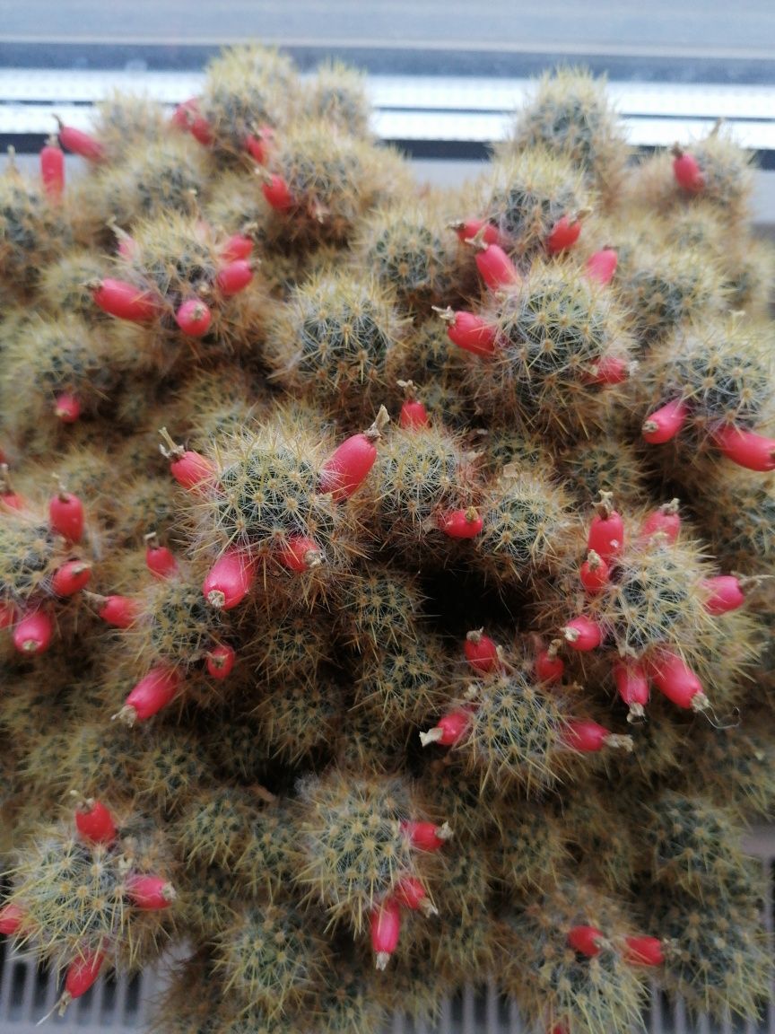 Кактус Mammillaria prolifera