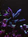 Acropora Formosa Blue