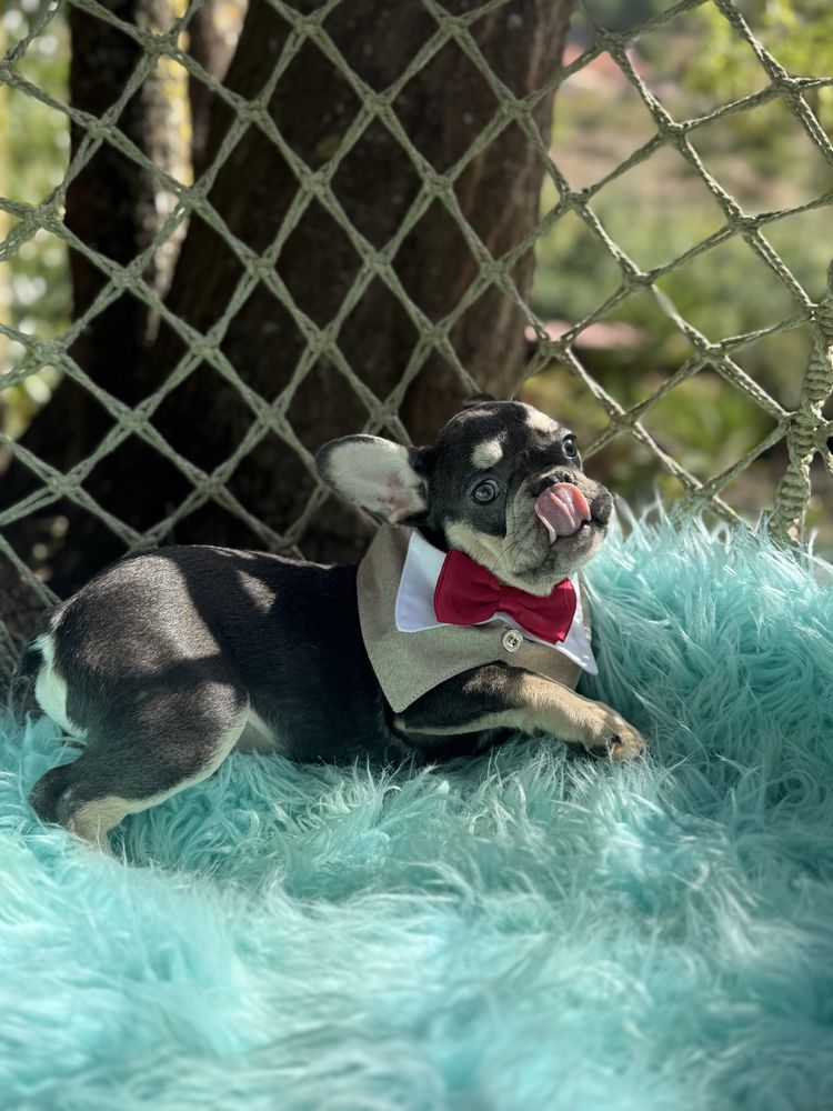 Bulldog Francês macho