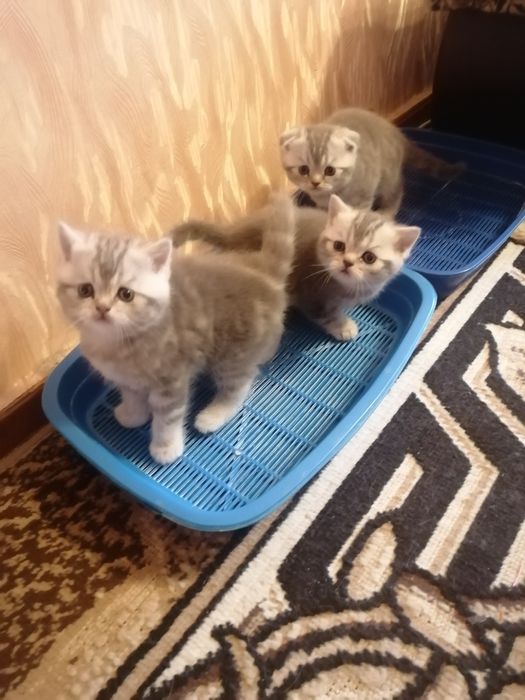 Шотландские девочки