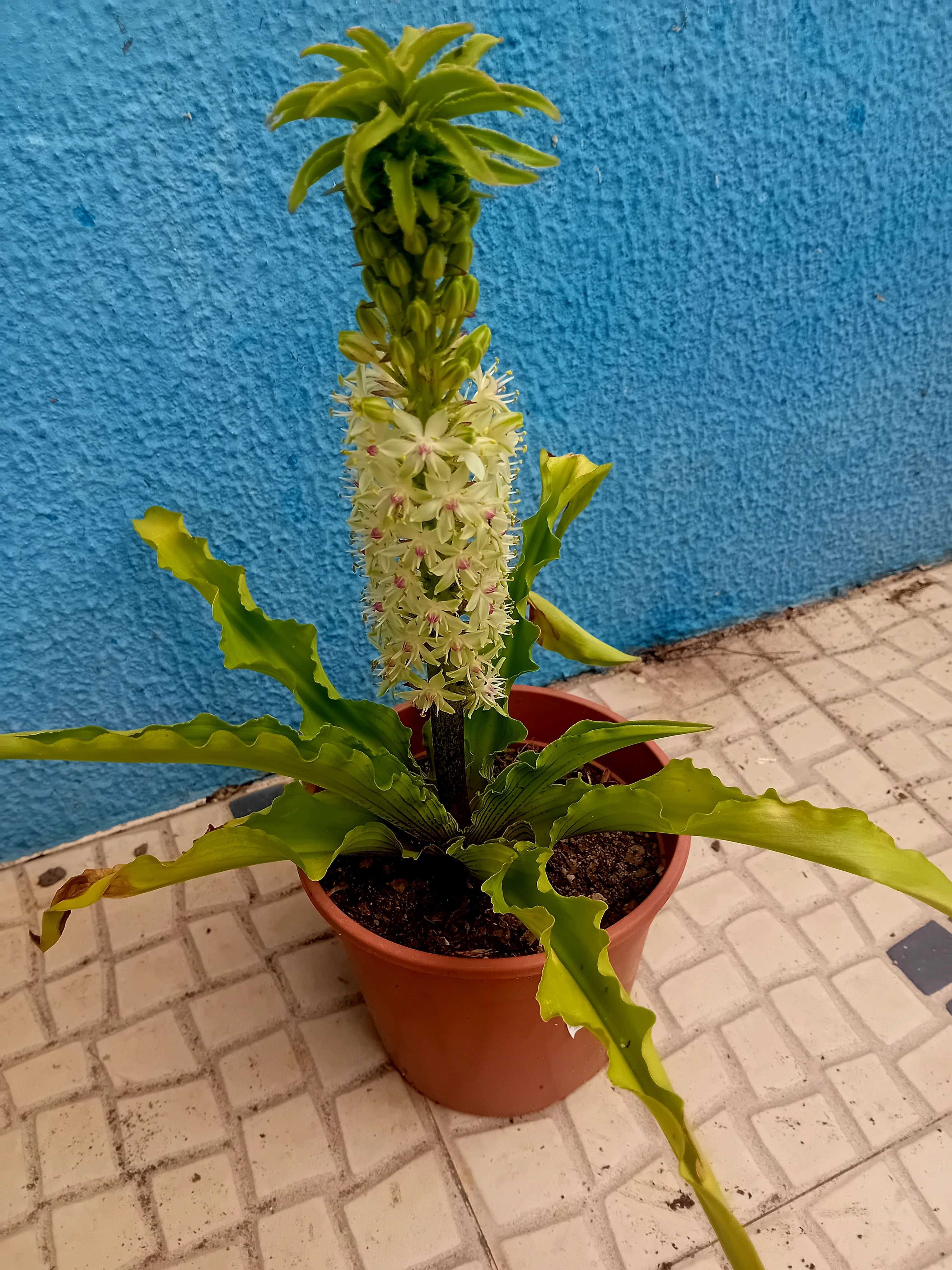 Planta Eucomis da flor ananás