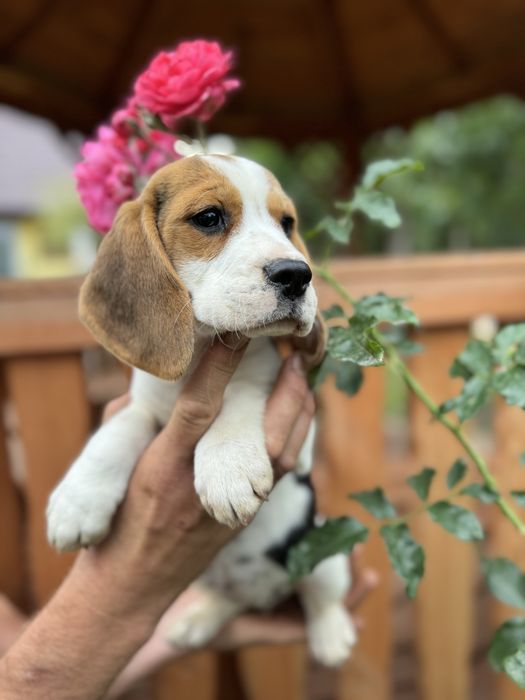 Cudowna mocnej budowy sunia Beagle z rodowodem