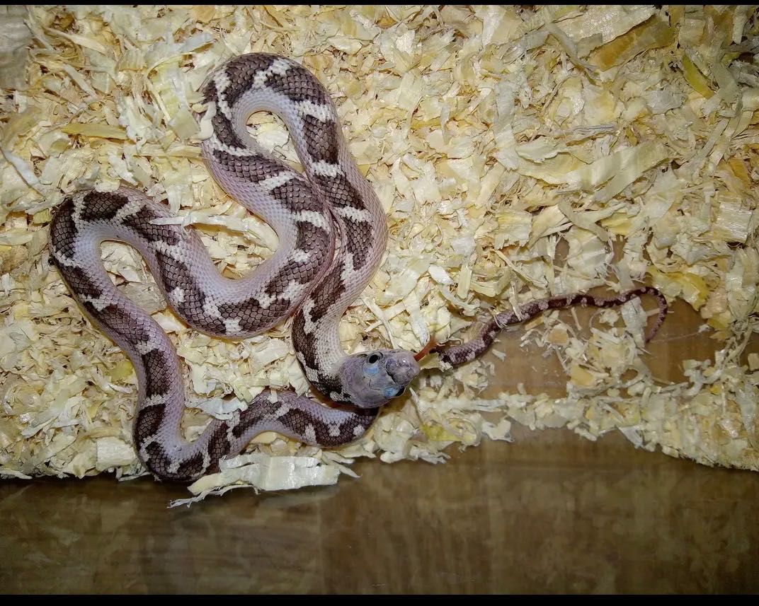 Полоз Pantherophis obsoletus морфи white sided