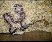 Полоз Pantherophis obsoletus морфи white sided