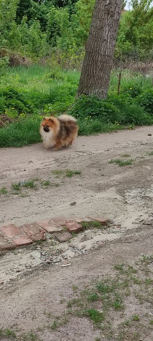 Запрошуємо на в'язку, на побачення. померанский шпіц соболь. Шпиц