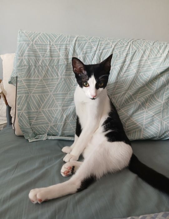 Gatinho macho 8 meses, esterilizado e com chip – Adoção responsável