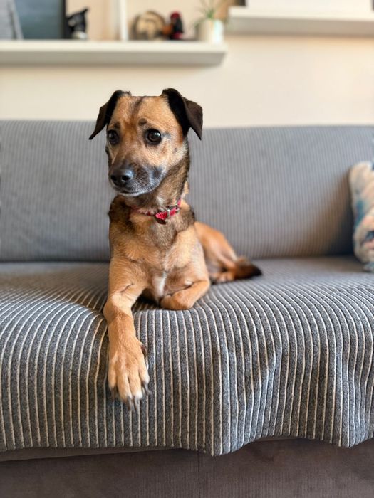 Cudowna sunia Leti szuka domku