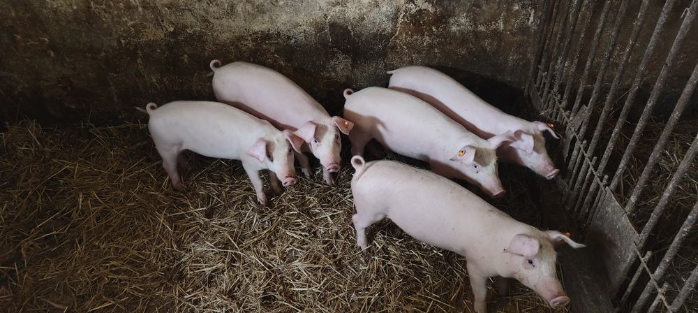 Prosiaki, prosięta, warchlaki