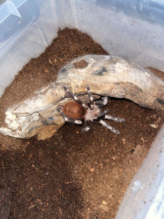 Nhandu chromatus samiec
