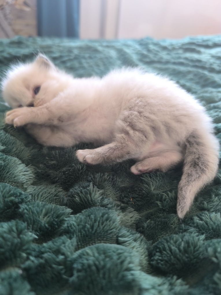 Ragdoll Point Tabby,rodowód FPL, wielu utytułowanych przodków