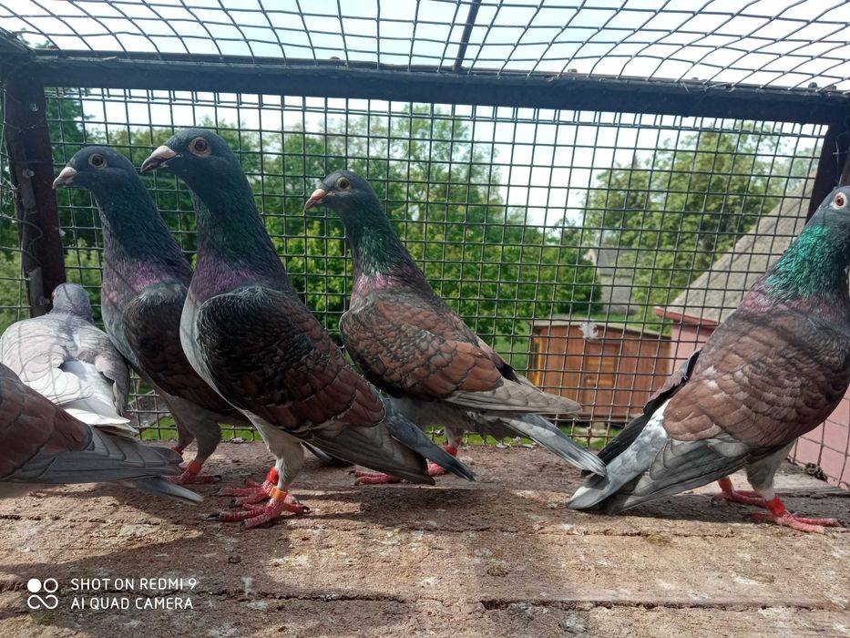 Golebie-Opal-Rubella-Barless 2025