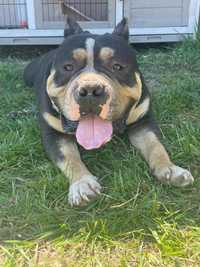 American bully PIES ABKC