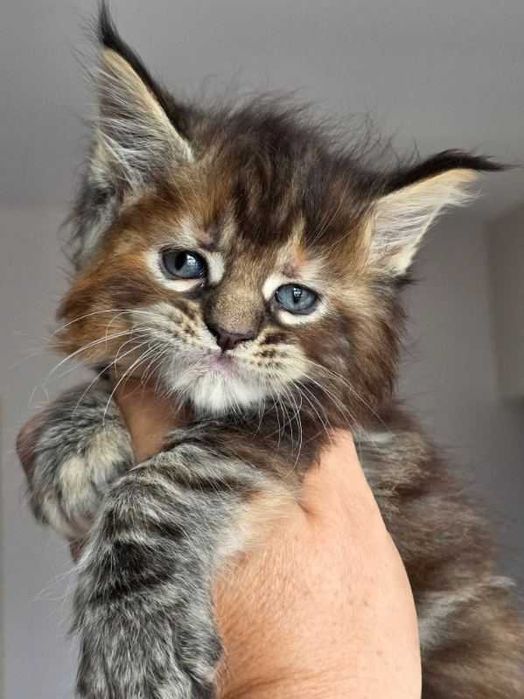 Małe kocięta Maine coon