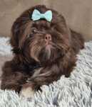 Piękny piesek Shih-Tzu komplet szczepień ochronnych