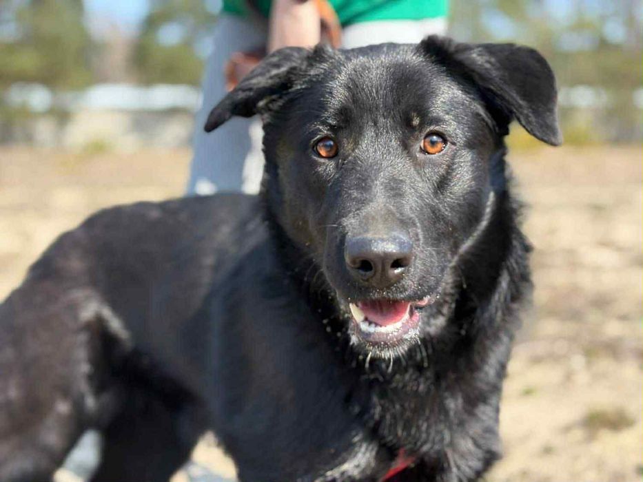 Loca ,sunia w typie Labrador szuka domu.