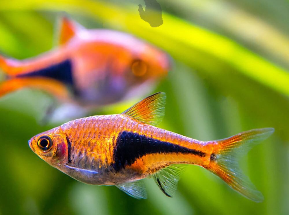 Rasbora Arlequim