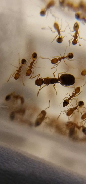 Monomorium pharaonis *faraonki*