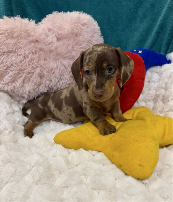 Jamnik miniaturowy-piesek