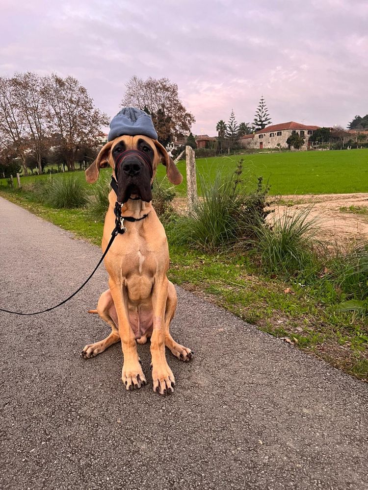 Adestramento de Cães em casa