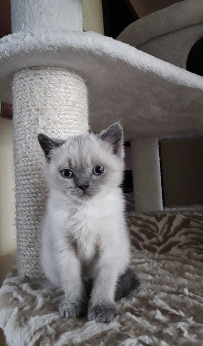 Piękny kotek brytyjski