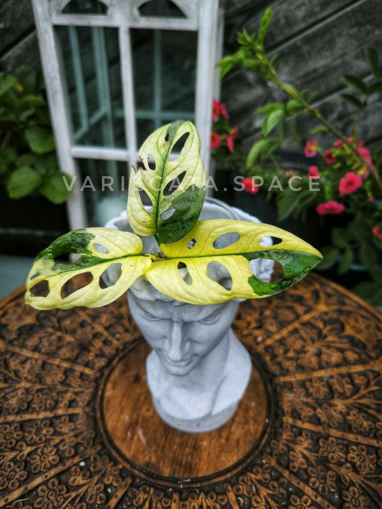 Monstera adansonii variegata Aurea