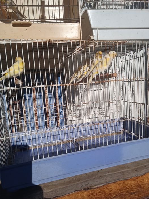 Canários mosaicos machos e fêmeas