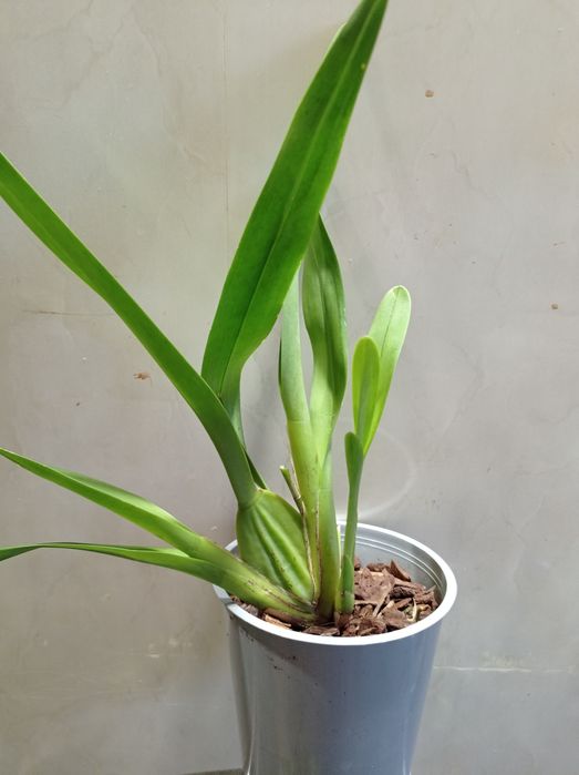 Орхидея Камбрия.