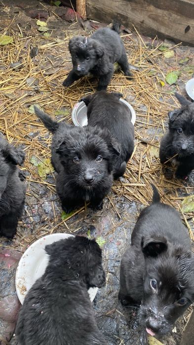 Продаю цуценят бельгійської вівчарки