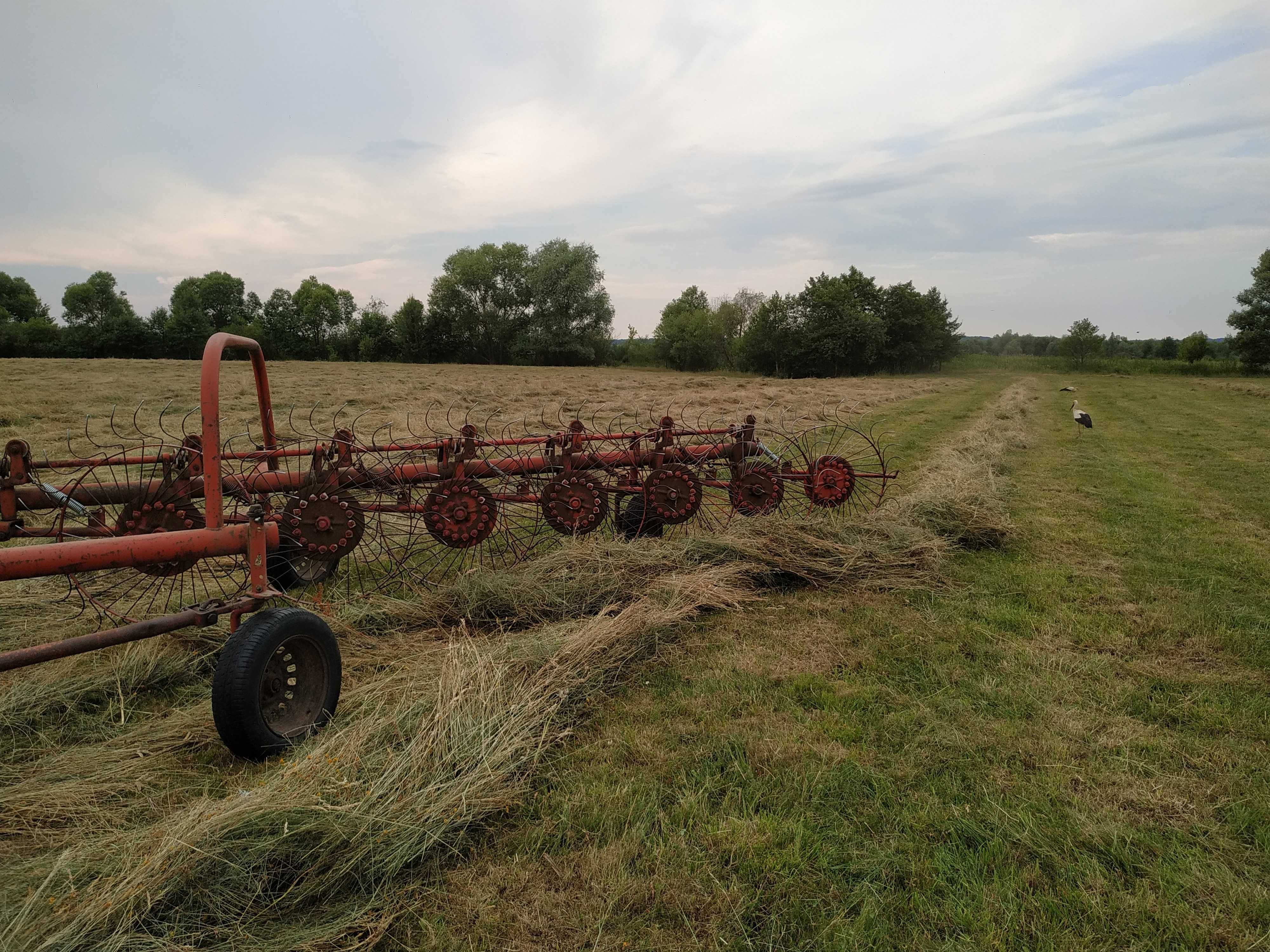 Продам сіно лугове високої якості