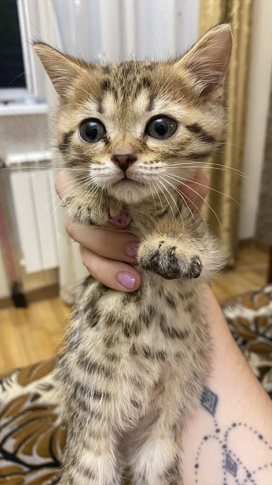 Кошечка бенгальская