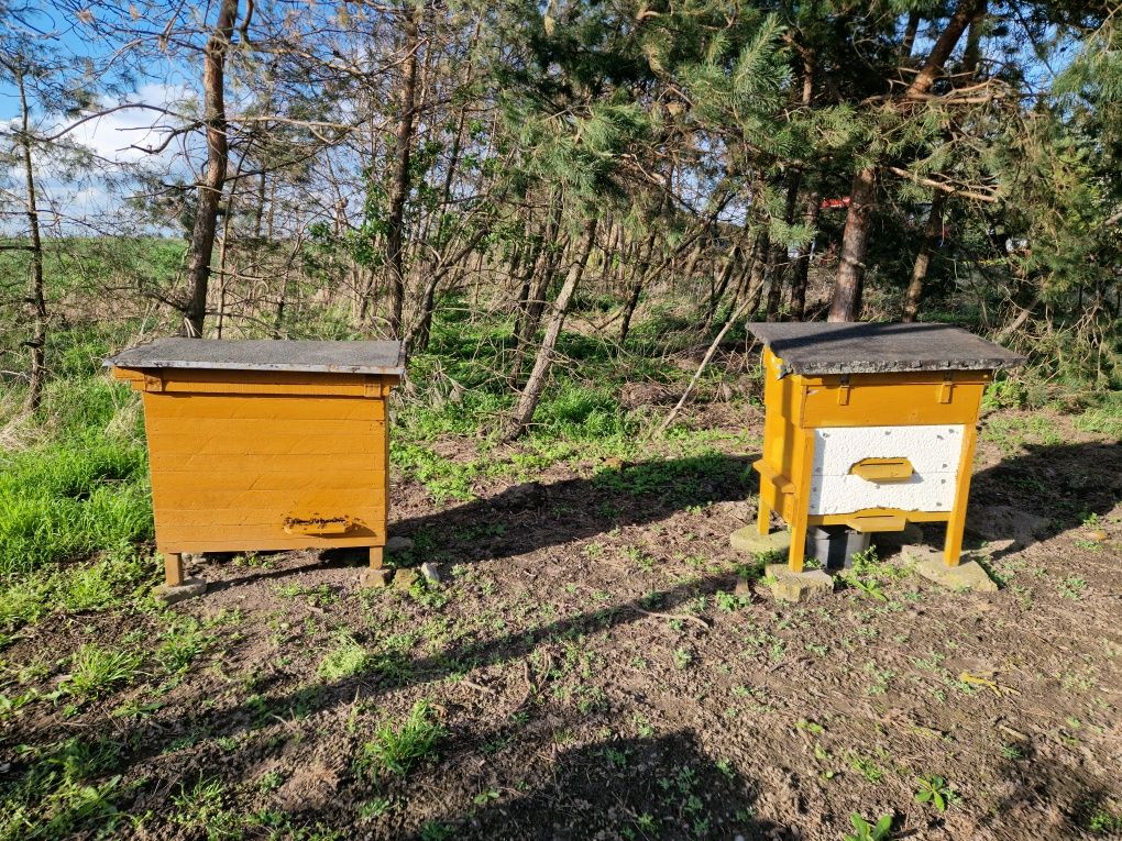 Sprzedam Pasiekę Pszczół
