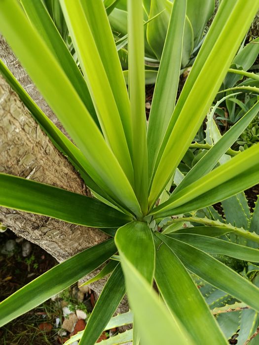 Yuccas para vaso ou jardim