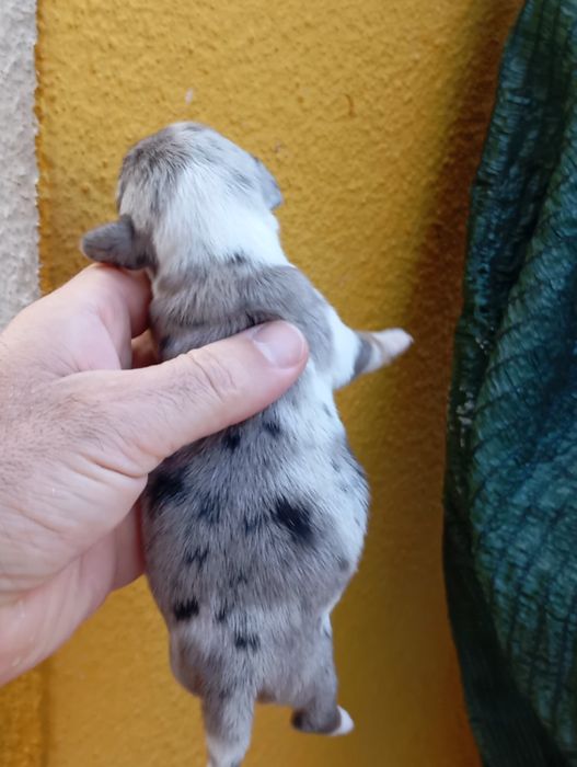 Teckel kaninchen miniatura fêmea rara