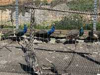 Pavao azul para venda