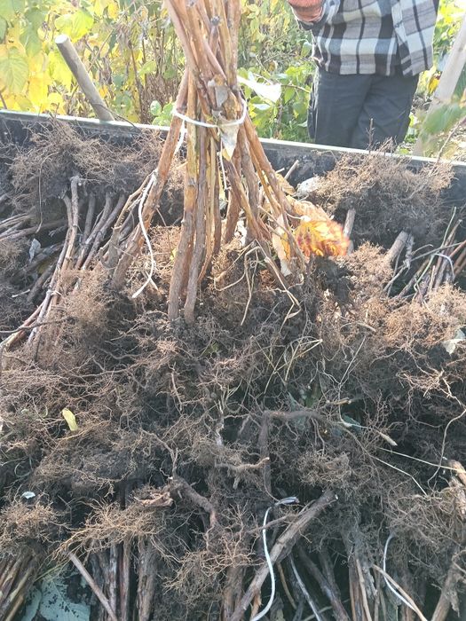 Sadzonki maliny POLONEZ