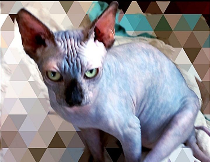 Сфінкс породна дівчинка