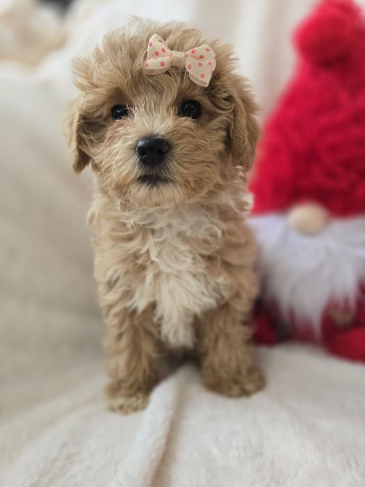 Suczka maltipoo f1 gotowa do odbioru pudel toy badania maltańczyk