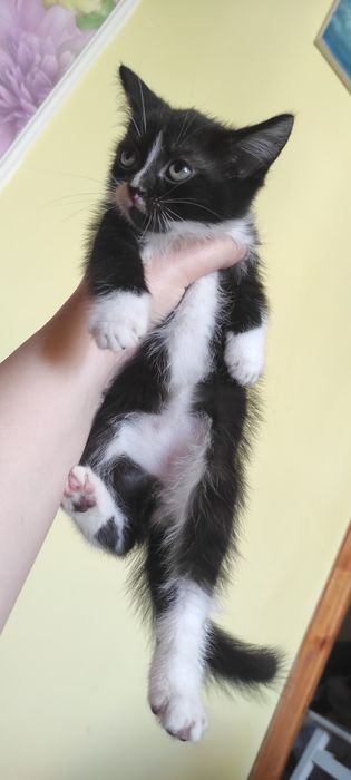 Віддам котика хлопчика