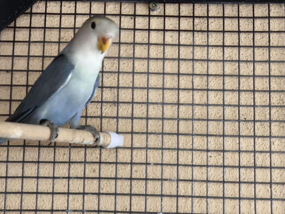 Agapornis Rosicollers