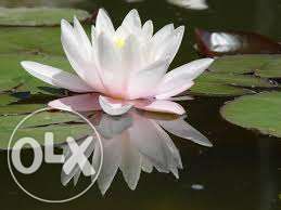 Plantas lindas flutuantes e oxigenadoras e pantanosas